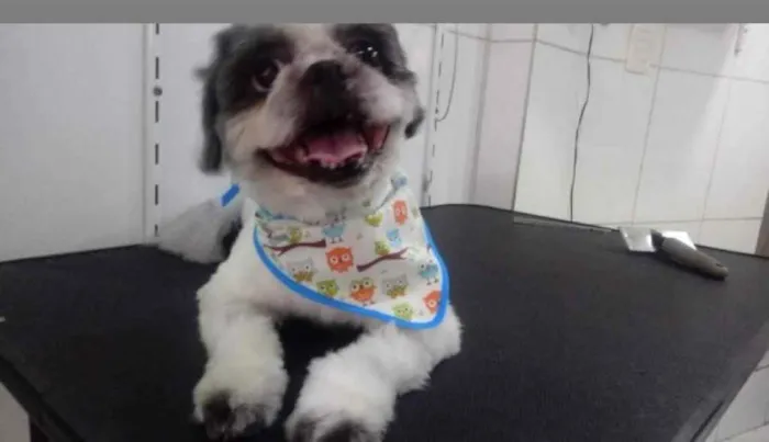 Cachorro ra a Shitzu  idade 4 anos nome Logan 