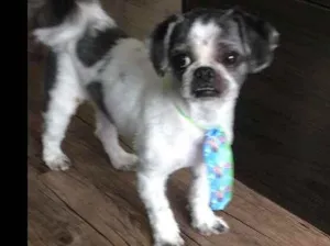 Cachorro raça Shitzu  idade 4 anos nome Logan 