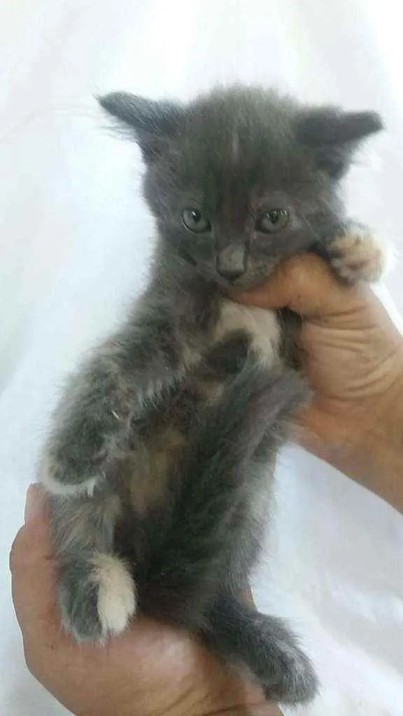 Gato ra a Srd idade 2 a 6 meses nome Maria 