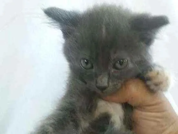 Gato ra a Srd idade 2 a 6 meses nome Maria 