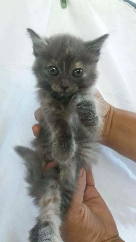 Gato ra a Srd idade 2 a 6 meses nome Lili