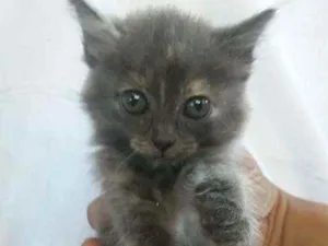 Gato raça Srd idade 2 a 6 meses nome Lili