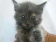 Lili