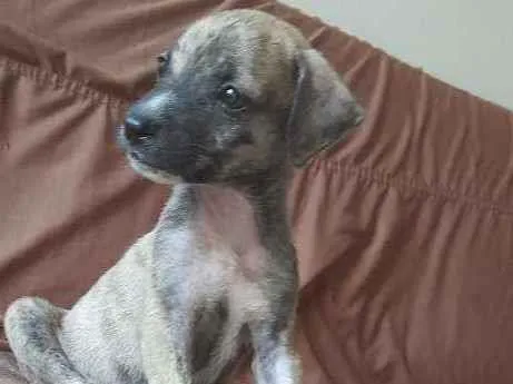 Cachorro ra a Sem raça definida idade 2 a 6 meses nome Rajados