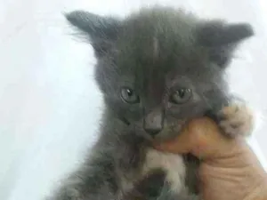 Gato raça Srd idade 2 a 6 meses nome Maria 
