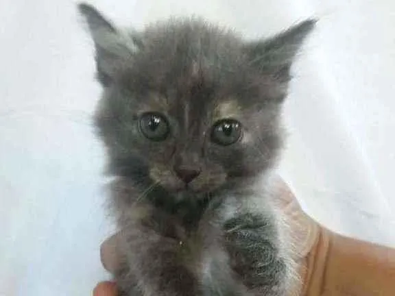Gato ra a Srd idade 2 a 6 meses nome Lili
