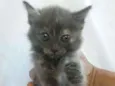 Lili