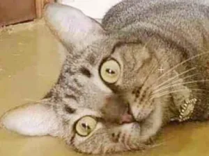 Gato raça srd tricolor idade 1 ano nome M A Y A