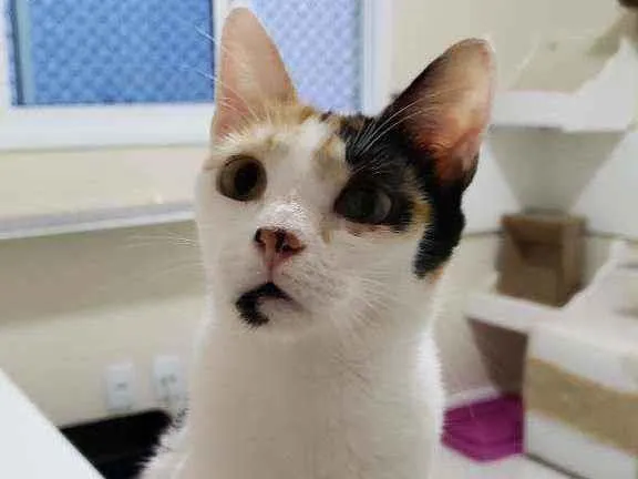 Gato ra a srd tricolor idade 7 a 11 meses nome CLARINHA