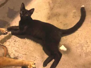 Gato raça SRD idade 2 a 6 meses nome Pretinho