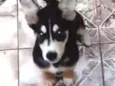 Apolo