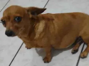 Cachorro raça SRD idade 6 ou mais anos nome Casal