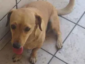 Cachorro raça SRD idade 5 anos nome Thor