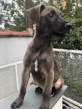 Cachorro raça SRD  idade 2 a 6 meses nome Sem Nome