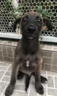 Cachorro raça SRD  idade 2 a 6 meses nome Sem Nome