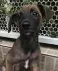 Cachorro raça SRD  idade 2 a 6 meses nome Sem Nome