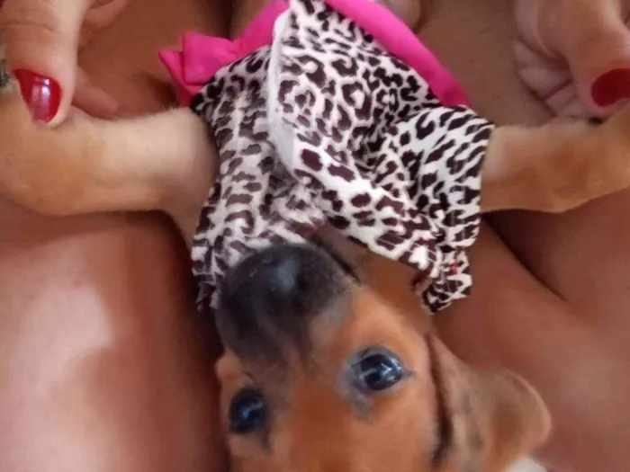 Cachorro ra a  idade 2 a 6 meses nome Mel 