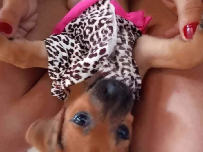 Cachorro ra a  idade 2 a 6 meses nome Mel 