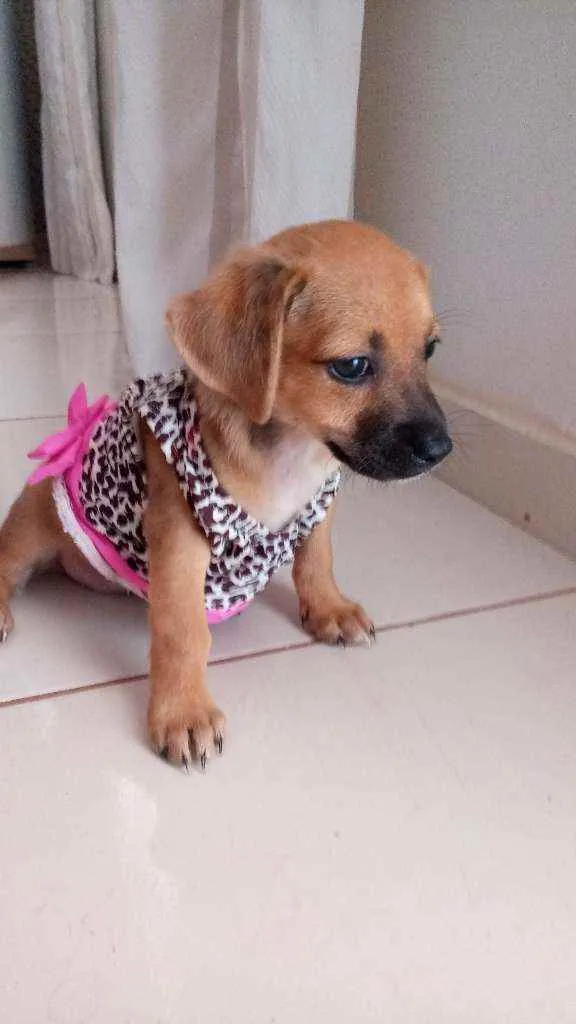 Cachorro ra a  idade 2 a 6 meses nome Mel 