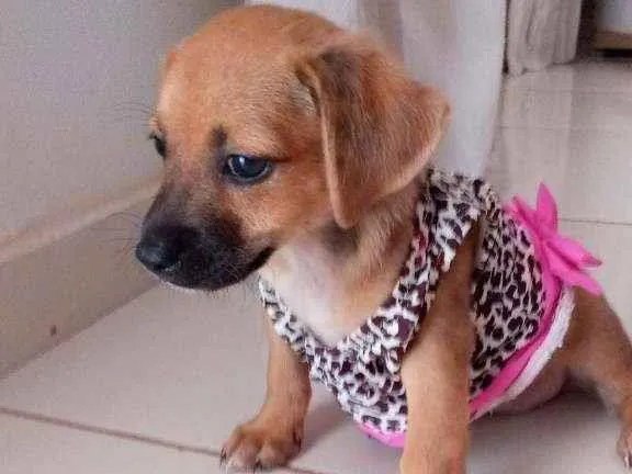 Cachorro ra a  idade 2 a 6 meses nome Mel 