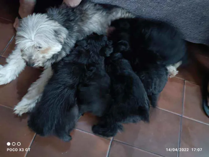 Cachorro ra a Indefinido  idade 2 a 6 meses nome Pitucha