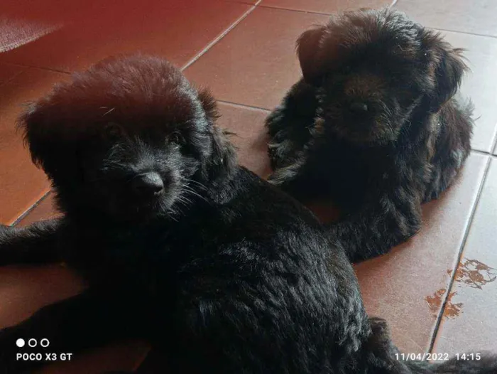 Cachorro ra a Indefinido  idade 2 a 6 meses nome Pitucha