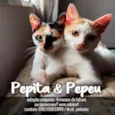 Gato raça SRD - SEM RAÇA DEFINIDA idade 2 a 6 meses nome Pepita e Pepeu