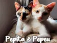 Pepita e Pepeu