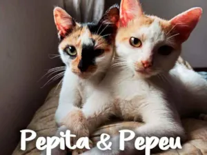 Gato raça SRD - SEM RAÇA DEFINIDA idade 2 a 6 meses nome Pepita e Pepeu