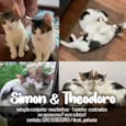 Simon & Theodoro