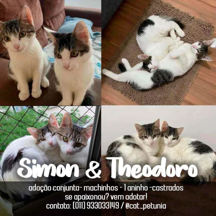 Gato ra a SRD - SEM RAÇA DEFINIDA idade 1 ano nome Simon & Theodoro