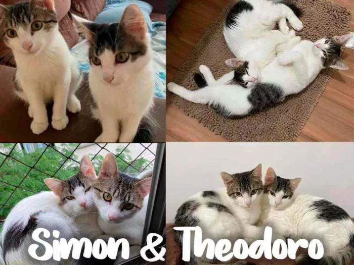 Gato ra a SRD - SEM RAÇA DEFINIDA idade 1 ano nome Simon & Theodoro