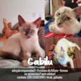 Gato raça SRD - SEM RAÇA DEFINIDA idade 2 a 6 meses nome Gabilú