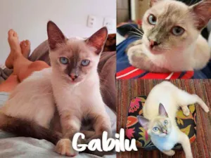 Gato raça SRD - SEM RAÇA DEFINIDA idade 2 a 6 meses nome Gabilú