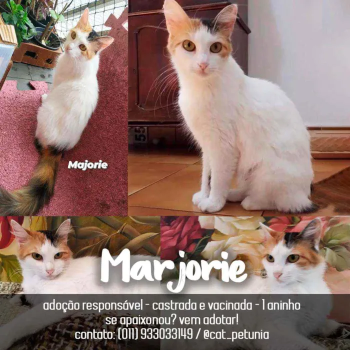 Gato ra a SRD - SEM RAÇA DEFINIDA idade 1 ano nome Marjorie