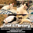 Fred & Mercury