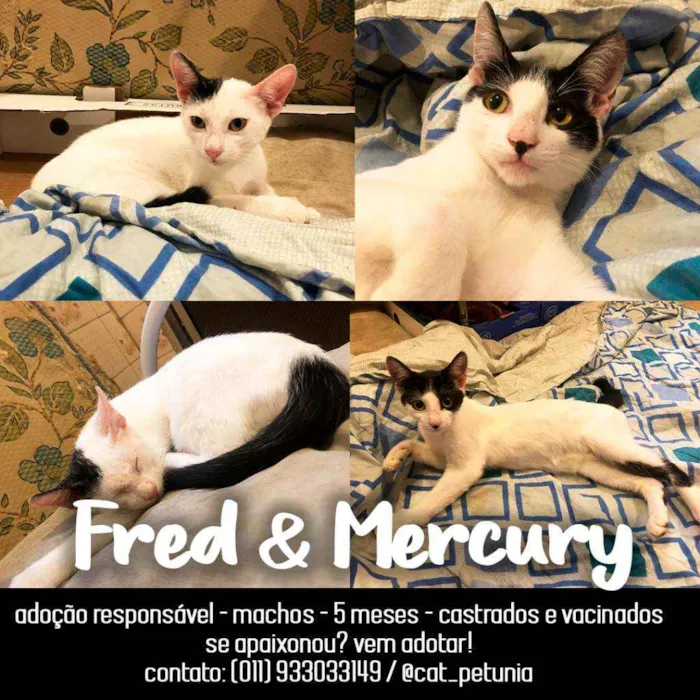 Gato ra a SRD - SEM RAÇA DEFINIDA idade 2 a 6 meses nome Fred & Mercury
