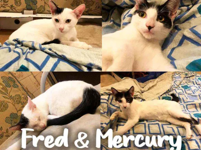 Gato ra a SRD - SEM RAÇA DEFINIDA idade 2 a 6 meses nome Fred & Mercury