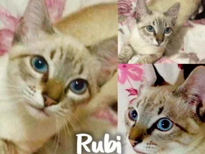 Gato raça SRD - SEM RAÇA DEFINIDA idade 2 a 6 meses nome Rubi