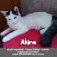 Gato raça SRD - SEM RAÇA DEFINIDA idade 2 a 6 meses nome Akira
