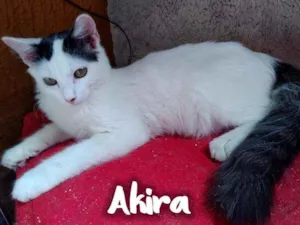 Gato raça SRD - SEM RAÇA DEFINIDA idade 2 a 6 meses nome Akira