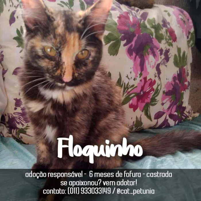 Gato ra a SRD - SEM RAÇA DEFINIDA idade 2 a 6 meses nome Floquinho