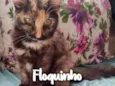 Floquinho