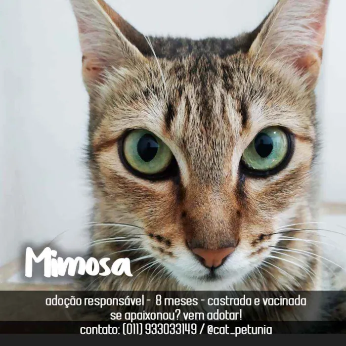 Gato ra a SRD - SEM RAÇA DEFINIDA idade 7 a 11 meses nome Mimosa