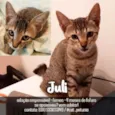 Gato raça SRD - SEM RAÇA DEFINIDA idade 2 a 6 meses nome Juli
