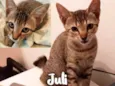 Gato raça SRD - SEM RAÇA DEFINIDA idade 2 a 6 meses nome Juli