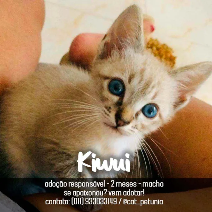 Gato raça SRD - SEM RAÇA DEFINIDA idade 2 a 6 meses nome Kiwui