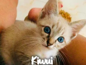 Gato raça SRD - SEM RAÇA DEFINIDA idade 2 a 6 meses nome Kiwui