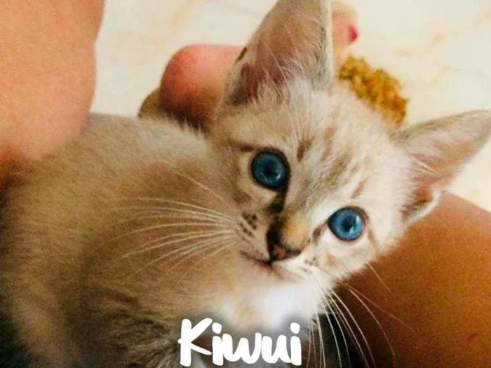 Gato raça SRD - SEM RAÇA DEFINIDA idade 2 a 6 meses nome Kiwui