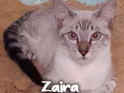 Gato raça SRD - SEM RAÇA DEFINIDA idade 2 a 6 meses nome Zaira